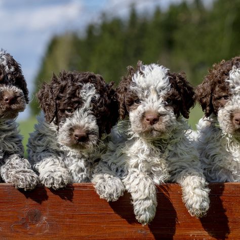 Springer Doodle Puppies, Springer Doodle, Sproodle Puppies, Giant Poodle, Spaniel Puppies For Sale, Springer Spaniel Puppies, Cavachon Puppies, Puppies For Sale Near Me, Doodle Puppy