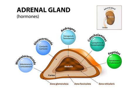 It's often confused with adrenal insufficiency. http://www.prevention.com/health/addisons-disease-symptoms/slide/4 Adrenal Gland Hormones, Pituitary Gland Disorders, Adrenal Medulla, Congenital Adrenal Hyperplasia, Adrenal Dysfunction, Adrenal Gland, Adrenal Cortex, Pemf Therapy, Addisons Disease