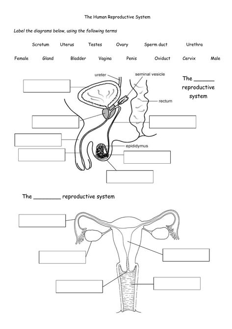 Female Reproductive System Drawing, Reproductive System Notes, Reproductive System Project, Reproductive System Activities, Male And Female Reproductive System, Reproductive System Worksheet, Human Reproductive System, Female Reproductive System Anatomy, Proper Nouns Worksheet