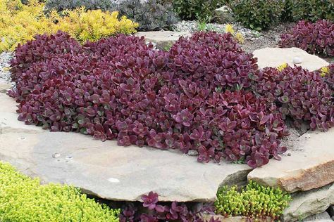 Sedum 'Firecracker' (SunSparkler Series) Sedum Sunsparkler, Sedum Ground Cover, Chris Hansen, Late Summer Flowers, Edging Plants, Perennial Border, Garden Solutions, West Michigan, Buy Plants