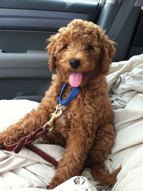 Dog Labradoodle, Labradoodle Puppies, Golden Doodles, Dog Mommy, Cockapoo Puppies, Emotional Support Dog, Australian Labradoodle, Doodle Puppy, Labradoodle Puppy