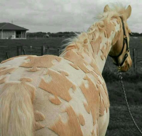 Horse clipping patterns Horse Braiding, Horse Clipping, Funny Horses, Horse Grooming, Horse Quotes, Funny Horse, Horse Crazy, Cute Horses, Horse Life