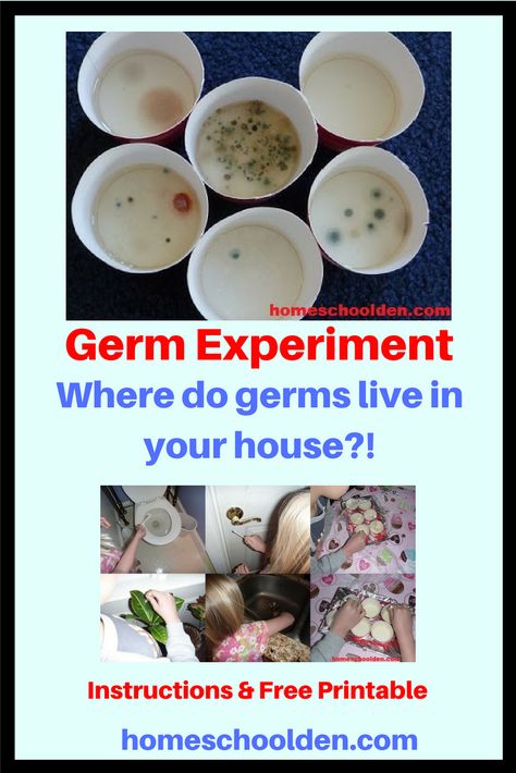 Germ Experiment  Are you curious which areas of your house has the most germs? In this fun hands-on experiment we tested a number of areas around the house -- swab the following: the toilet, a door knob, nothing (as a control), a plant, the kitchen sink, the inside of my son’s mouth. Find out which had the most germs grow... and then try this experiment yourself! #STEM #homeschooling #homeschoolden Germ Experiment, Germs Lessons, Germs Activities, Homeschool Science Curriculum, Nurses Office, Homeschool Projects, Petri Dishes, Kid Experiments, Fair Projects