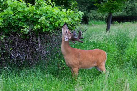 23 Things Deer Like To Eat Most (Diet, Care & Feeding Tips) Deer Eating, Deer Feed, Food Plots For Deer, Deer Food, Deer Feeders, Whitetail Hunting, Whitetail Deer Hunting, Christmas Rudolph, Deer Hunting Tips