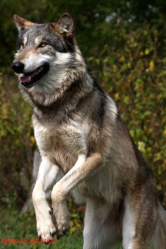 Wolf jump ~ photo by chitownphotography via Flickr,  Photo Sharing! Black Wolf Photography, Black Wolves, Wolf Poses, Raven And Wolf, Wolf Husky, Wolf Paw, Wolf Stuff, Wolf Photography, Baby Wolf