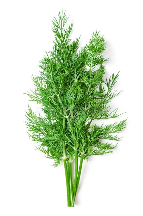 Edible Herbs, Dill Plant, Decorative Food, Culinary Herbs, Fresh Vegetables, Parsley, Nature Inspiration, White Background, Photo Image