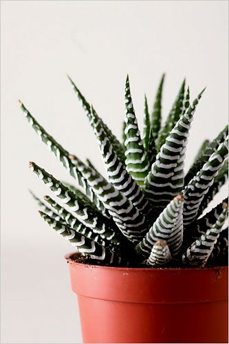 Haworthia attenuata aka the Zebra Plant or Zebra Aloe. Closely resembles the Haworthia fasciata, but who really knows the difference ;) Zebra Succulent, Succulent Haworthia, Zebra Haworthia Care, Howarthia Succulent, Zebra Haworthia, Zebra Plant, Aloe Plant, Indoor Gardens, Drought Tolerant Plants