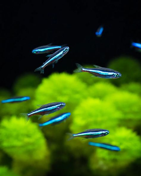 Green Neon Tetra, Green Aquarium, Tetra Fish, Neon Tetra, Green Neon, Low Tech, Aquariums, Aquarium Fish, Fish Tank