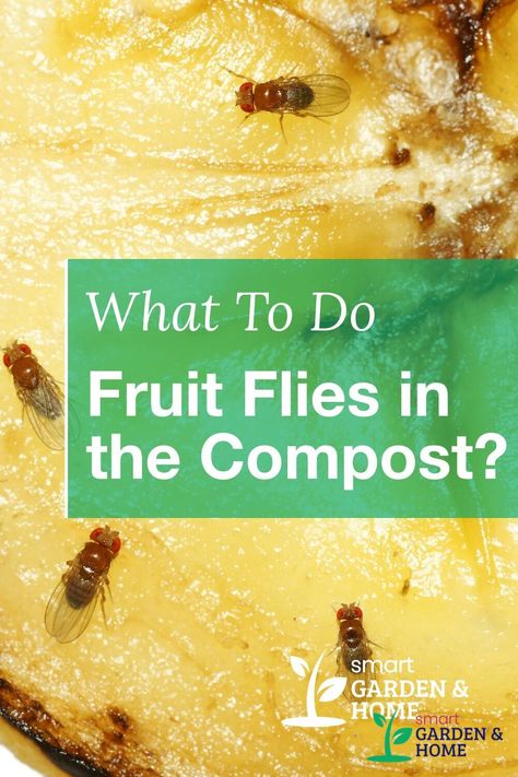 Homemade Fruit Fly Trap, Fly Infestation, Composting 101, Small Trees For Garden, Kitchen Compost, Compost Bucket, Kitchen Compost Bin, Trees For Front Yard, Get Rid Of Flies