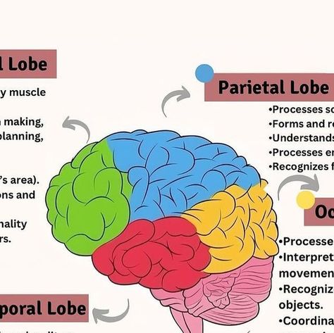 3d Brain Project, Brain Parts And Functions, Part Of Brain, Parietal Lobe, Brain Lobes, Brain Project, Brain Study, Temporal Lobe, Notes On Instagram