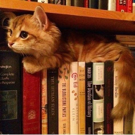 Cat Books, Ginger Cats, Cat Aesthetic, Cute Kittens, Pretty Cats, Crazy Cat Lady, 귀여운 동물, Crazy Cats, Britney Spears