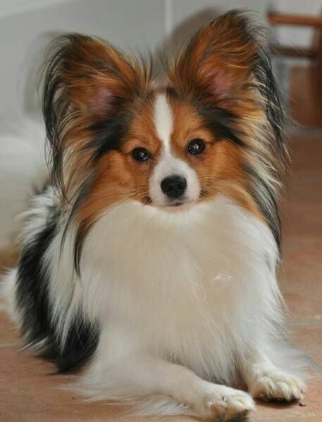 Papillion Puppies, Papillon Dog Puppy, Papillon Dogs, Papillon Puppy, Ideas For Dogs, Names Boy, French Names, Papillon Dog, Daily Exercise