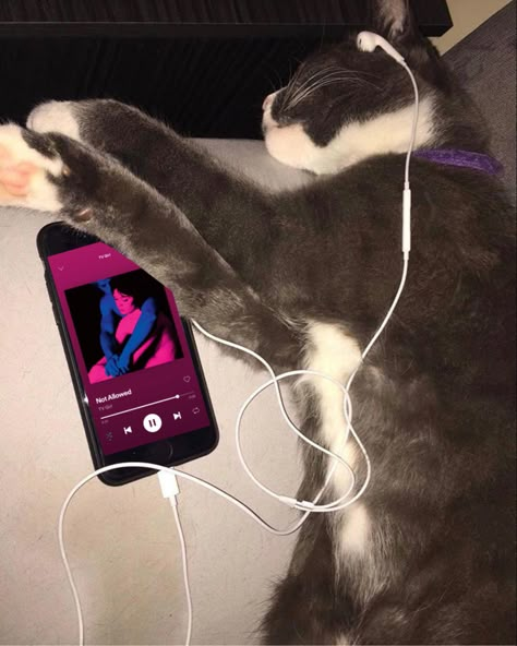 Listening To Frank Ocean, Cat With Earphones, Cat Listening To Music, Music Cover Photos, Funny Looking Cats, Animals Friendship, Silly Cats Pictures, Cat Icon, Silly Animals