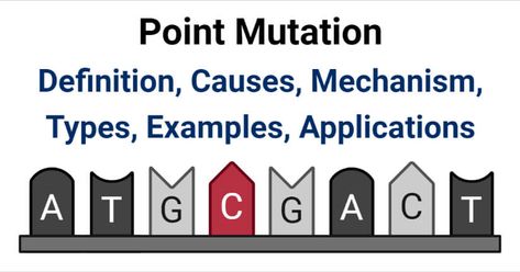 Last Updated on March 7, 2021 by Sagar Aryal Point mutation definition Point mutation is a type of genetic mutation where one of the base pairs in the DNA sequence is altered either by insertion or deletion. Point mutation, as the name indicates, occurs at a particular point of the DNA sequence as a result of changes in one particular ... Read morePoint mutation- Definition, Causes, Mechanism, Types, Examples, Applications The post Point mutation- Definition, Causes, Mechanism, Types, Examples, Microbiology Notes, Point Mutation, Dna Polymerase, Epidermolysis Bullosa, Plant Physiology, Transcription And Translation, Dna Replication, Dna Sequence, Human Genome