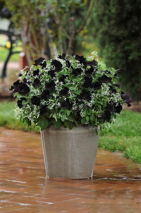 Black Petunias, Black Plants, Goth Garden, Gothic Garden, Container Gardening Flowers, Flower Pots Outdoor, Container Ideas, Black Garden, Black And White Flowers