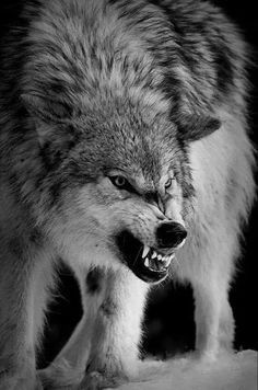 Wolf Growling, Drawing Wolf, Snarling Wolf, Wolf Drawings, Dog Growling, Tattoo Wolf, Angry Wolf, Wolf Images, Wolf Photography