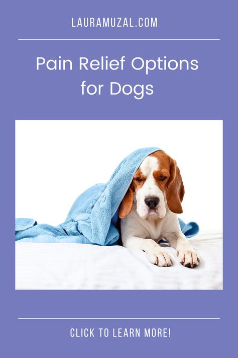 Discover the surprising truth about using aspirin and CBD for your dog's pain. Find the safest, most effective option to keep your pup comfortable. Click to learn the best pain relief for your dog! Aspirin For Dogs, Meds For Dogs, Pet Wellness, Holistic Approach, Pet Parent, Pet Health, Wellness Tips, Energy Healing, Success Stories