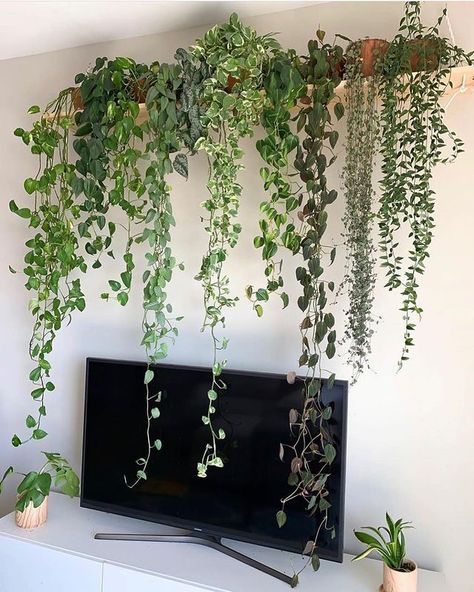 ZZ Botanical and Home on Instagram: “So beautiful! 😍🌿💚 #trailingthingsthursday Tag a friend 🙏 Photo: @leafmealoene Several trailing plant varieties in store now! 😮 We’re Open…” Trailing Plants Indoor, Money Plants, Wall Hanging Decorations, Plants Hanging, Indoor Plant Wall, Fake Plants Decor, Hanging Plant Wall, Plants Wall, Plants Decor