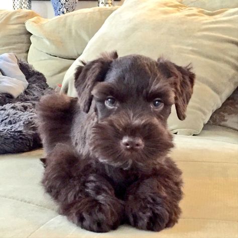 Mini Schnauzer Brown, Brown Schnauzer, Aesthetic Dog Stuff, Puppy Pfp, Schnauzer Grooming, Mini Schnauzer Puppies, Puppy Pose, Schnauzer Puppies, Mini Schnauzers