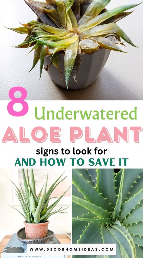 Recognize the telltale signs of an underwatered aloe plant and take action to rescue it with our expert advice. Discover 8 common indicators of dehydration and learn effective techniques to restore your aloe to its lush and vibrant self. What Can You Do With Aloe Vera Plant, How Often To Water Aloe Vera Plant, How To Separate Aloe Vera Plants, How To Keep Aloe Vera Plant Alive, Aloe Vera Plant Too Tall, Aloe Vera Plant Indoor, Aloe Vera Care, Jade Plant Care, Plant Signs