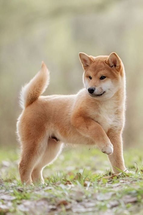 Le chien, peu importe son pays d’origine, est l’animal domestique le plus ancien Shiba Inu, Dressage, Animal Gifs, Funny Animal Videos, Funny Animals, Fox, Puppies, Dogs, Funny