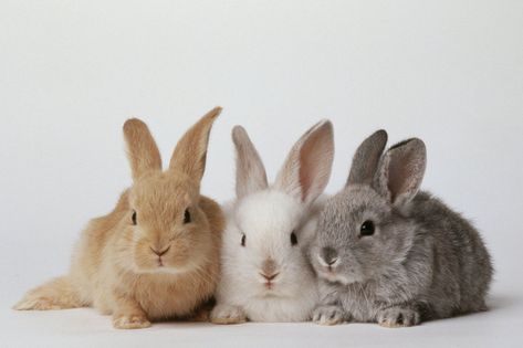 Lennie's main focus is on him tending the rabbits. He makes sure to stay out of trouble because he thinks George won't let him take care of the rabbits anymore. Three Rabbits, Rabbit Rabbit Rabbit, White Bunnies, Rabbit Pictures, Rabbit Photos, Bunny Names, Love Bunnies, Rabbit Care