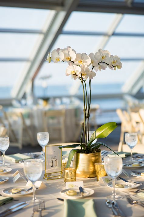 This timeless and elegant wedding took place last summer at Chicago's historic Adler Planetarium. The couple wanted all white wedding flowers. Romee Willow Florals provided tall, white orchids in gold vases for the dinner table centerpieces. To see what other floral decor we provided, click the link to visit our blog. Photo by Ed and Aileen Photography. Flowers Dinner Table, Potted Orchid Centerpiece, White Orchid Centerpiece, Orchid Centerpieces Wedding, Timeless Elegant Wedding, Sage Wedding Colors, White Orchids Wedding, Dinner Table Centerpieces, Adler Planetarium