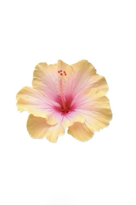 White Background Flower Wallpaper, Summer Flower Background, Hibiscus White Background, Flower White Background Aesthetic, Flower Wallpaper White Background, Phone Backgrounds Flowers, Hibiscus Flower White Background, Flower Phone Theme, Pink Flower White Background