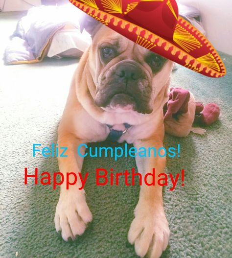 Spanish Happy Birthday Happy Birthday In Spanish, French Bulldog, Bulldog, Happy Birthday, Feelings, Birthday