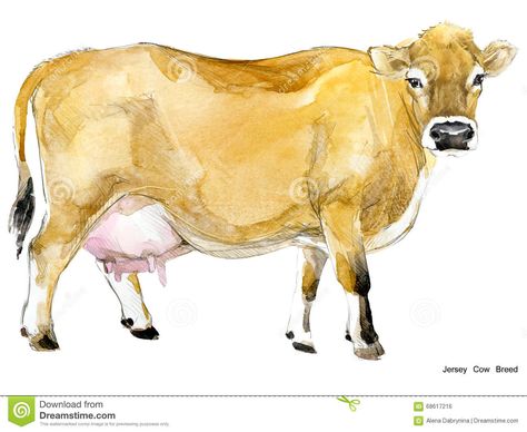 Cow. Cow watercolor illustration. Milking Cow Breed. Jersey Cow breed. Cow. Cow #Sponsored , #ADVERTISEMENT, #ADVERTISEMENT, #watercolor, #Jersey, #breed, #illustration Dairy Cow Breeds, Milking Cow, Cow Breeds, Cow Sketch, Guernsey Cow, Cow Watercolor, Breeds Of Cows, Graphic Novel Illustration, Small Cow