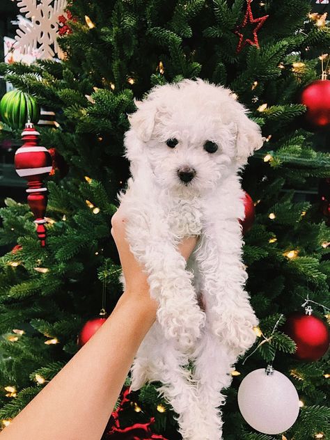 Toy Poodle White, Poodle Puppy White, Poodle White, Toy Poodle Dog, White Toy Poodle, Teacup Poodle Puppies, Toy Poodle Puppy, Teacup Poodle, Poodle Haircut