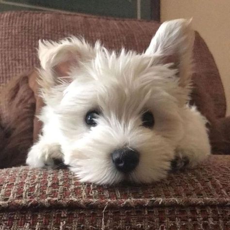 Fluffy Puppy, Fashion Outfits Dresses, Westie Puppies, Westie Dogs, Very Cute Dogs, Outfits Dresses, Cute Animals Images, Cute Animal Photos, Cute Cats And Dogs