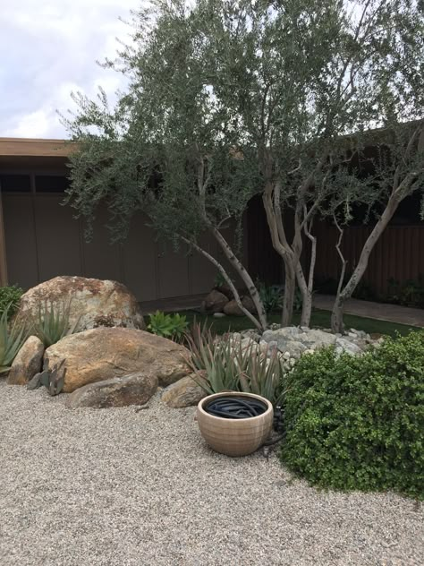 Desert Ranch, Texas Landscaping, Australian Garden Design, Australian Native Garden, Desert Bloom, Backyard Chicken Farming, View Landscape, Dry Garden, Australian Garden