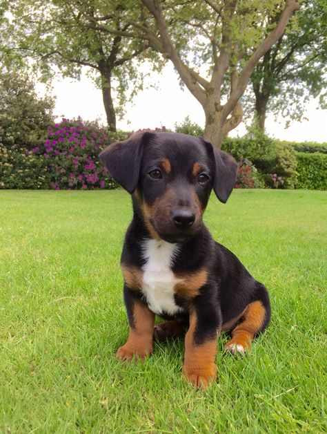 Black and Tan Jack Russell named BRAM Black And Tan Beagle, Black And Tan Jack Russell, Jack Russell Black And Tan, Black Jack Russell Terrier, Black Jack Russell, Black And Tan Terrier, Jack Russell Terriers, Jack Russell Puppies, Black Puppy