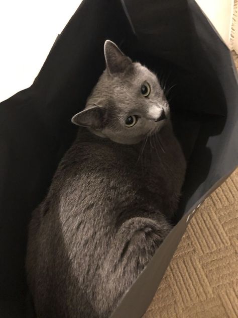 Korat Cat Aesthetic, Russian Blue Aesthetic, Russian Blue Cat Aesthetic, Korat Cat, Russian Blues, I Miss My Cat, Cat Problems, Dream's Cat, Russian Blue Cat