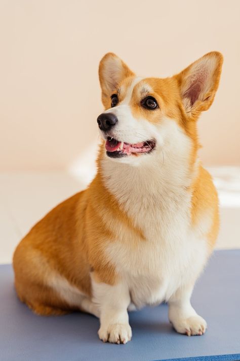 Close-Up Shot of a Corgi Dog Sitting · Free Stock Photo Dog Heat Cycle, White Golden Retriever Puppy, Dog In Heat, Golden Retriever Rescue, Dog Selfie, Purebred Dogs, Dog Daycare, Dog Wallpaper, Golden Retriever Puppy