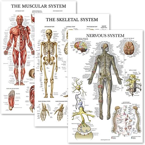 Amazon.com: Palace Learning 3 Pack - Muscle + Skeleton + Nervous System Anatomy Poster Set - Muscular and Skeletal System Anatomical Charts - Laminated 18" x 24" : Industrial & Scientific Muscle Skeleton, Skeleton Muscles, Anatomy Posters, Nervous System Anatomy, Human Skeletal System, Science Chart, Human Skeleton Anatomy, Anatomy Poster, Skeleton Anatomy