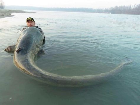 Wels catfish, one of of the World's largest freshwater predators. Wels Catfish, Dangerous Fish, Big Catfish, Fish Chart, River Monsters, Catfish Fishing, Amazing Animal Pictures, Wild Animals Pictures, Fishing Pictures