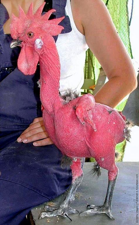 Hairless Animals, Rat Dog, Broiler Chicken, Fancy Chickens, Beautiful Chickens, Chickens And Roosters, Chicken Humor, Chicken Breeds, Hens And Chicks