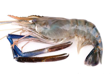 Photo about Giant freshwater prawn, Fresh shrimp isolate on white background. Image of shellfish, market, delicious - 45116765 Prawn Photography, Shrimp Picture, Prawn Fish Images, Raw Shrimp Photography, Giant Shrimp, Pet Shrimp, White Shrimp, Sea Fish, Coastal Art