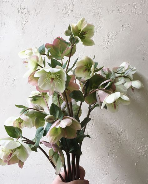 Hellebore Bouquet, Hellebore Flower, Flower Reference, Floral Designs Arrangements, Sugar Flowers Tutorial, Flower Varieties, Poisonous Plants, Winter Floral, Floral Studio