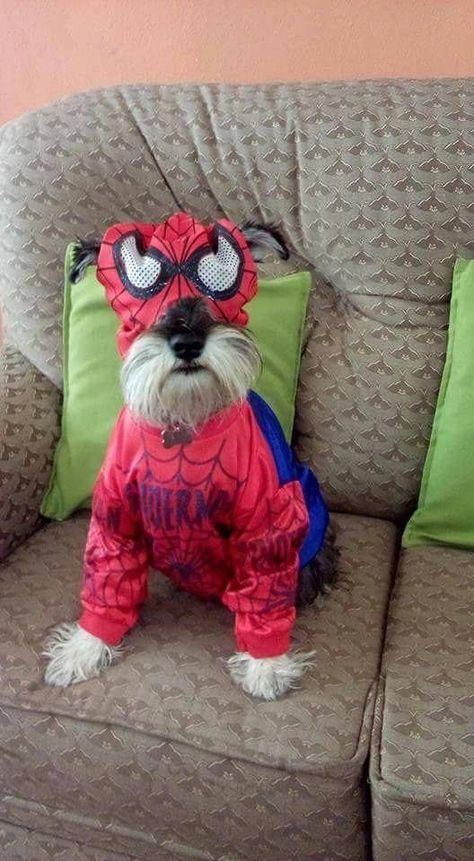 Schnauzer Standard, Schnauzers Funny, Best Dog Costumes, Spider Dog, Schnauzer Grooming, Schnauzer Art, Mini Schnauzer Puppies, Miniature Schnauzer Puppies, Miniature Schnauzers