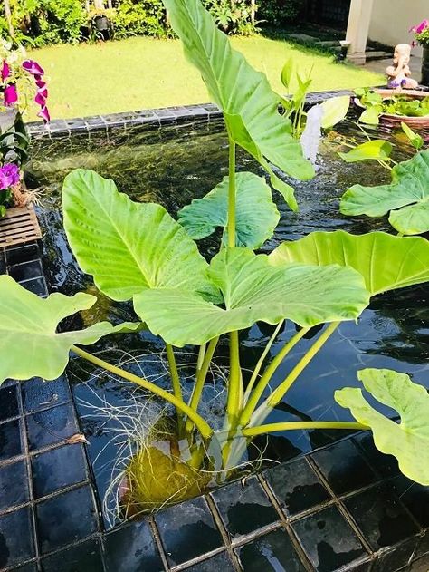 25 Best Plants for a Koi Pond that You Must Grow Small Lotus Pond At Home, Pond Landscape Ideas, Best Pond Plants, Coy Ponds Backyard, Plants For Ponds Water, Plants For Ponds Landscapes, Patio Pond Plants, Pond Plants Landscape Design, Plants For Around A Pond