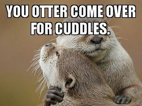 Otter Meme, Otter Facts, Otters Funny, Otter Puns, Otter Couple, Otter Birthday, Otter Drawing, Otter Tattoo, Baby Sea Otters