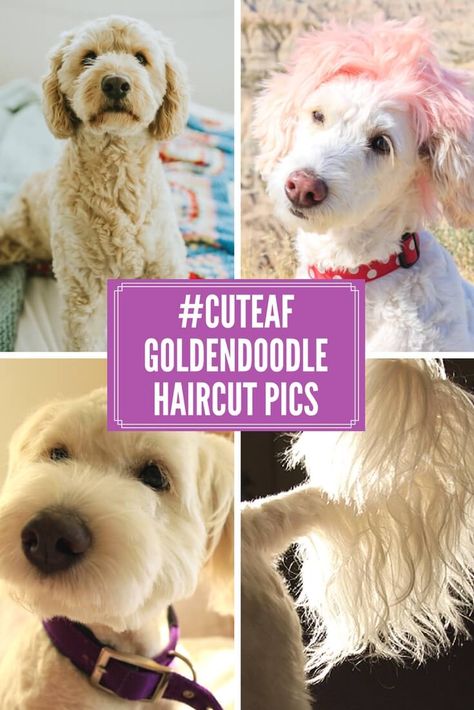 Goldendoodle Grooming Haircuts, Goldendoodle Summer Haircut, Golden Doodle Haircut, Doodle Haircuts, Doodle Grooming, Labradoodle Grooming, Goldendoodle Haircuts, Dog Grooming Diy, Goldendoodle Grooming