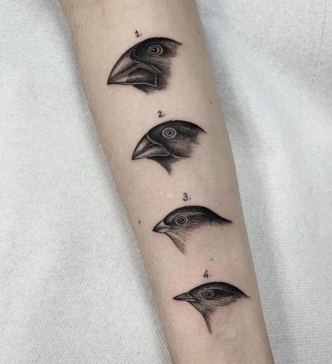 Darwin’s Finches Tattoo, Darwins Finches Tattoo, Darwin Finch Tattoo, Layers Tattoo, Darwin Finches, Darwin Tattoo, Smaller Tattoos, Biology Tattoo, Finch Tattoo