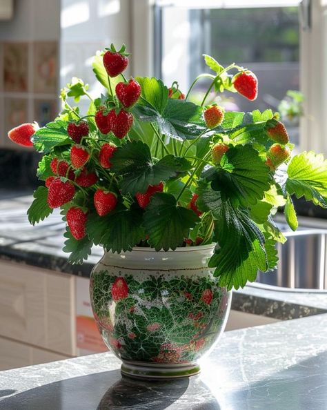 Planting Perfection Grow Strawberries Indoors, Growing Strawberries Indoors, How To Grow Strawberries, Grow Strawberries, Growing Strawberries, How To Grow, Planting, Strawberries, To Grow