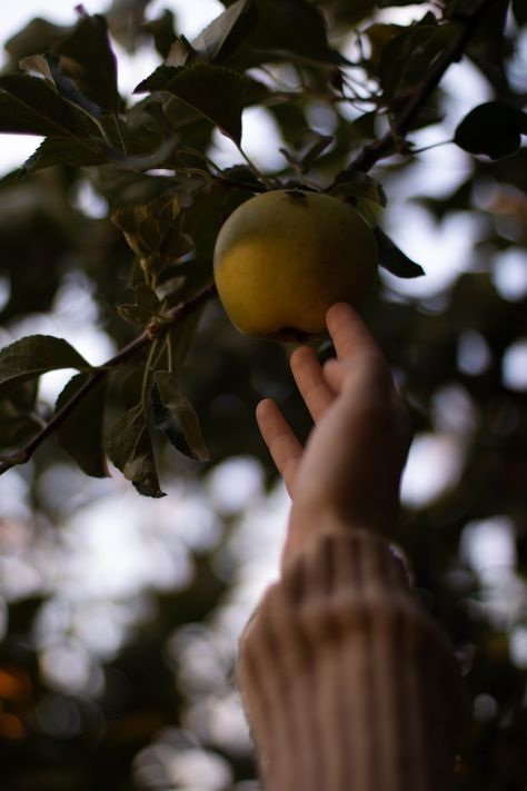 Spells For Forgetting Aesthetic, Spells For Forgetting, Cherry Orchard Aesthetic, Orchard Aesthetic, Evil Queen Apple Orchard, Fall Apple Orchard Aesthetic, Sophie Beckett, Since Youve Been Gone, Peach Orchard