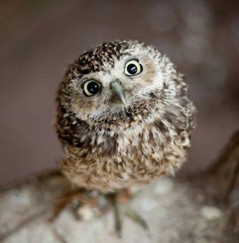 Cute Burrowing Owl Owl Photos, Owl Pictures, Beautiful Owl, Owl Bird, Baby Owls, Pretty Birds, Barn Owl, Cute Owl, Animal Photo