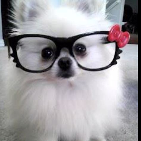 dog in hello kitty glasses Wearing Glasses, So Cute, Hello Kitty, Kitty, Red, White